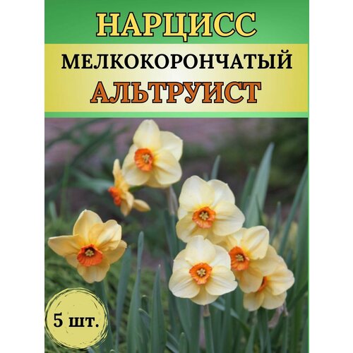 Нарциссы луковицы, многолетние цветы 5 штук