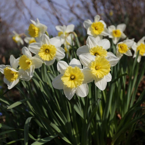 Луковицы Нарцисса Айс Фоллинс 5 шт 605₽