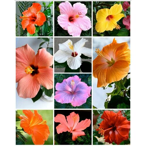 Семена комнатных цветов Гибискус микс 10 семян.