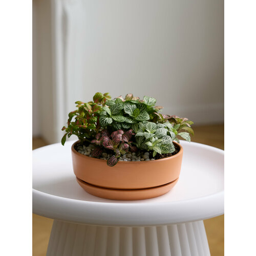 Композиция из фиттоний 