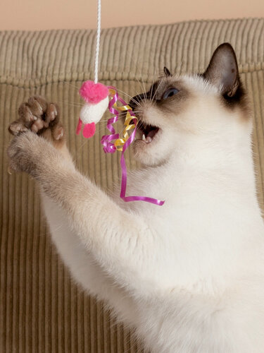 Изображение товара Игрушка для кошек Japan Premium Pet дразнилка из натурального кокона шелкопряда для возбуждения кошачьих инстинктов