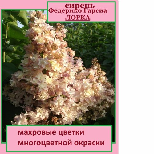 Сирень Федерико Гарсиа Лорка