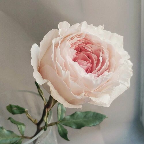 Изображение товара Роза чайно-гибридная "Цумуги", 1 саж, кремовая, 30 см, многолетняя