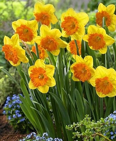 Нарцисс Санлавэ крупнокорончатый 5 шт