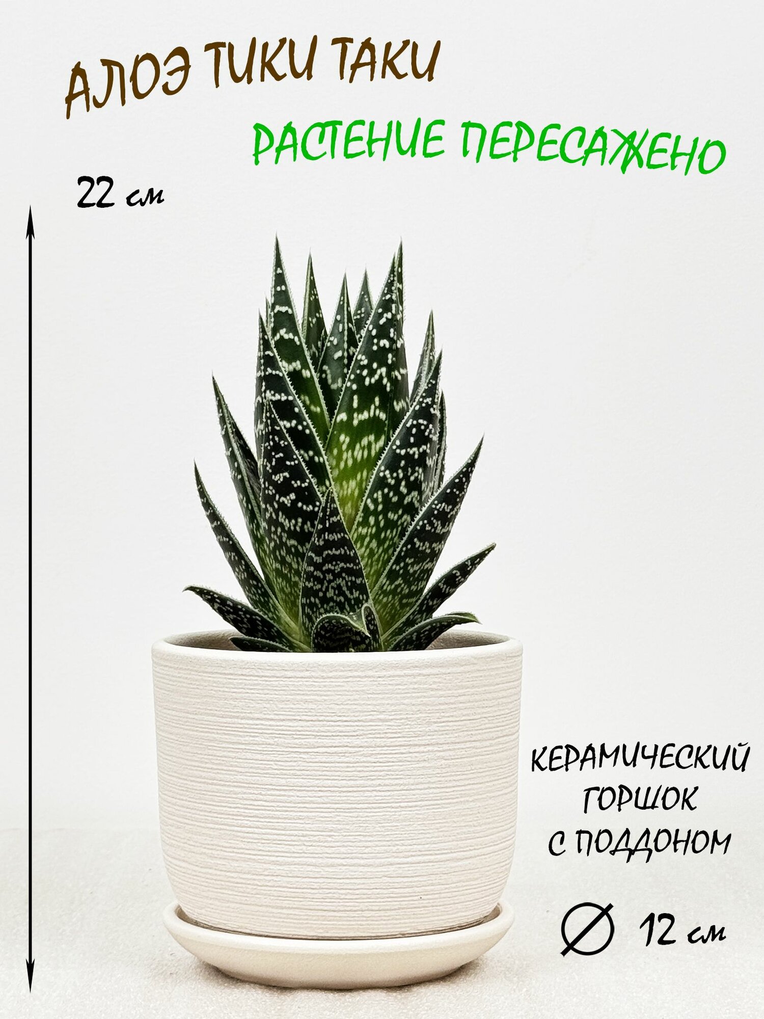 Алоэ Тики Таки в белом керамическом горшке с поддоном, высота 20-25см