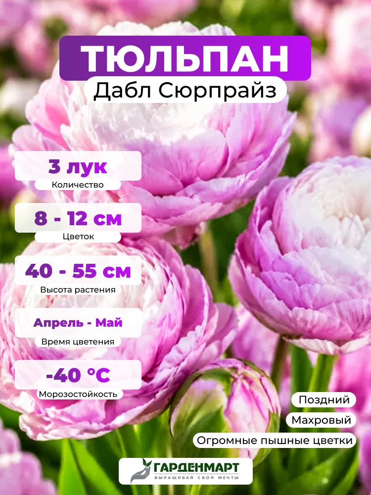 Тюльпан махровый поздний Дабл Сюрпрайз, 3 лук