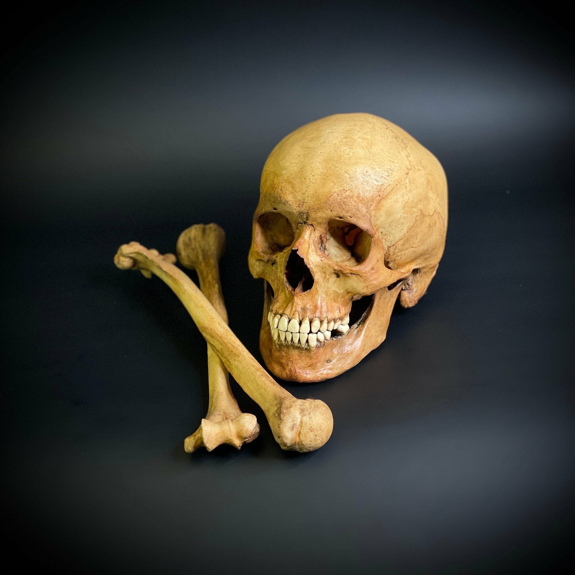 Модель черепа человека с костями в масштабе 1:1