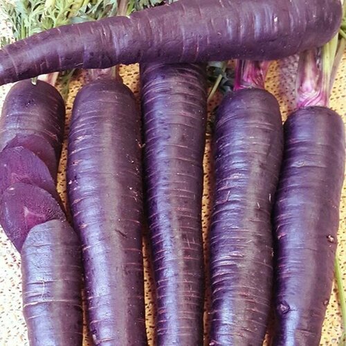 Коллекционные семена моркови F1 Пурпур