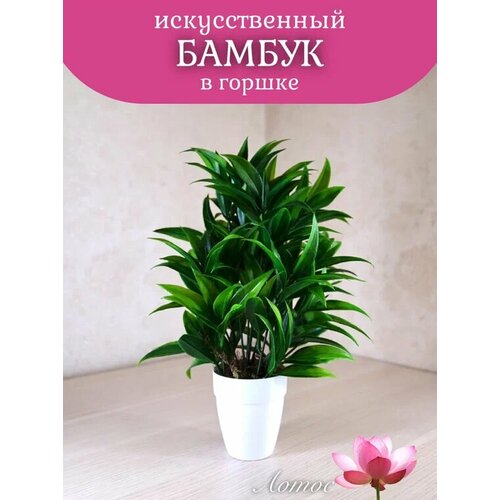 Бамбук в горшке от бренда