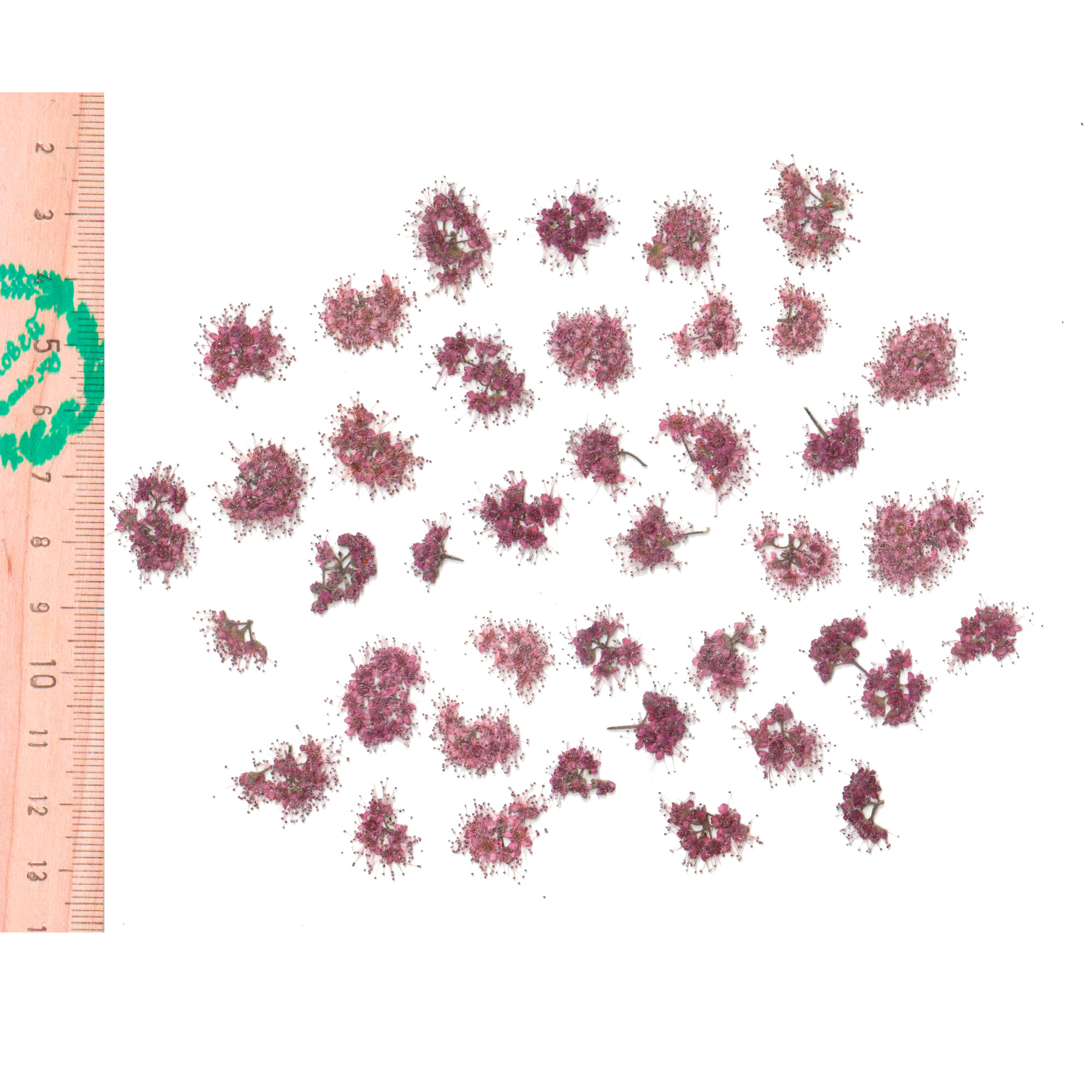 Плоские сухоцветы - Спирея мини соцветия для заливки смолой и рукоделия 40 шт