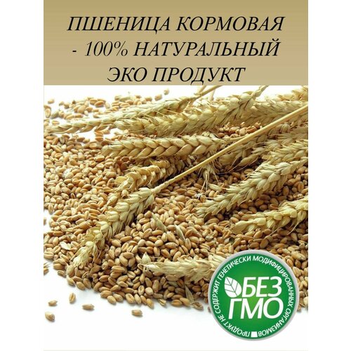 1 кг Пшеница кормовая фуражная - 100% натуральный ЭКО продукт, для с/х птиц и животных