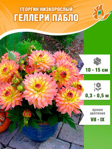 Основная фотография от вендора