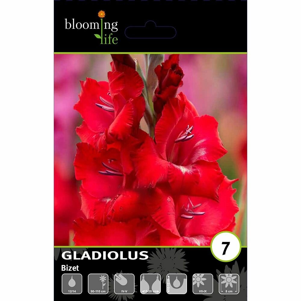 Гладиолус крупноцветковый Бизет 7 шт