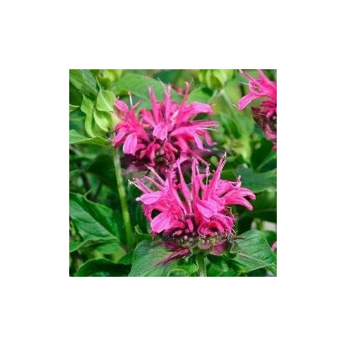 Монарда (Дикий бергамот) гибридная Pink Lace, Саженцы, С1 (1 литр), ЗКС - Цветы многолетние