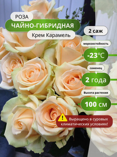 Изображение товара Роза чайно-гибридная "Крем Карамель" 2шт, многолетние, бежево-розовая