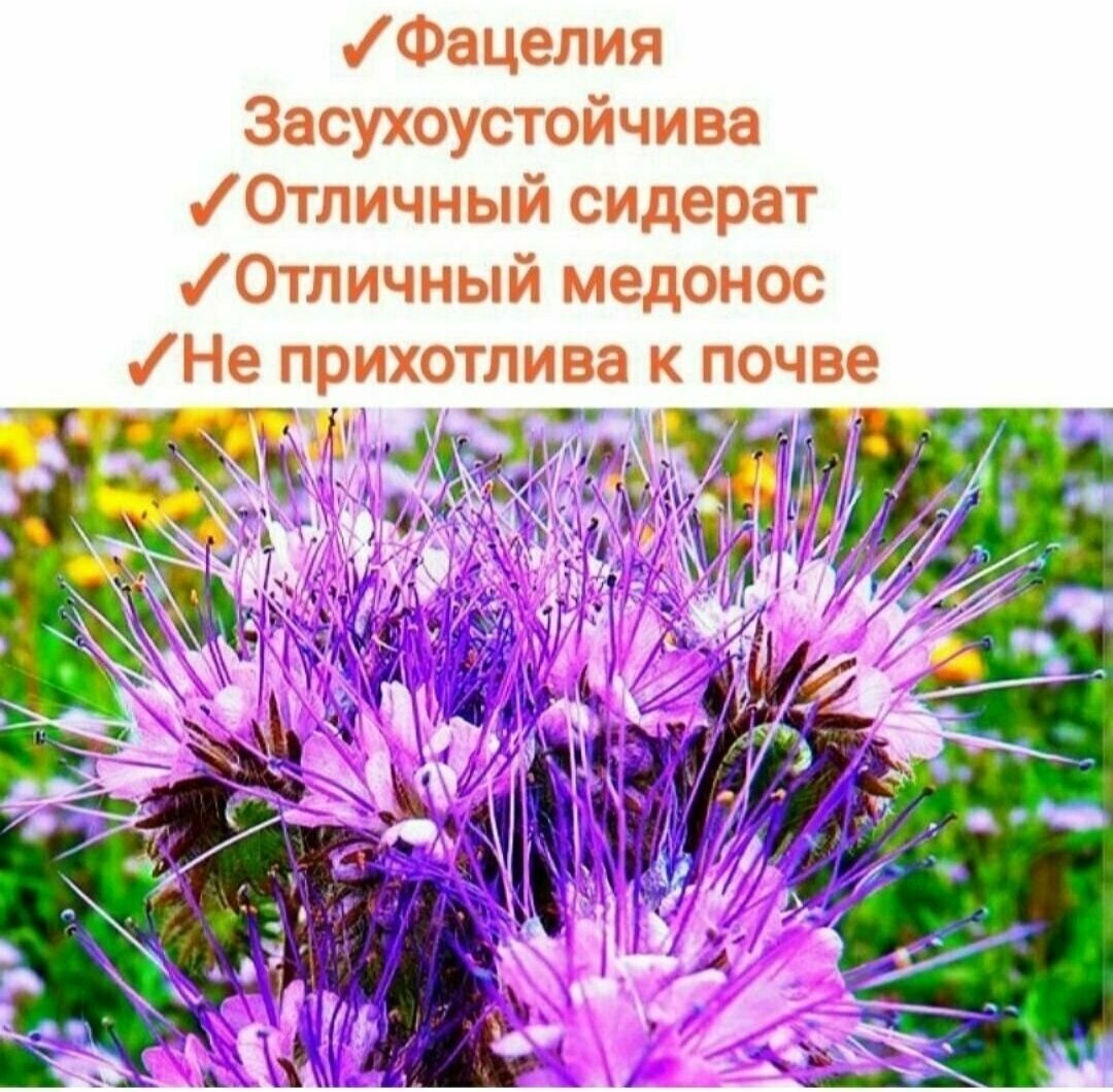 Набор медоносных трав/сидератов600гр (Донник+Фацелия+Синяк)отборные семена