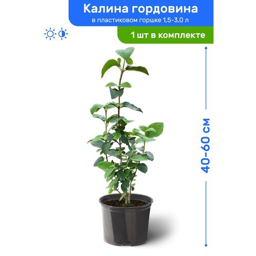 Калина гордовина 40-60 см в пластиковом горшке 1,5-3 л, саженец, лиственное живое растение