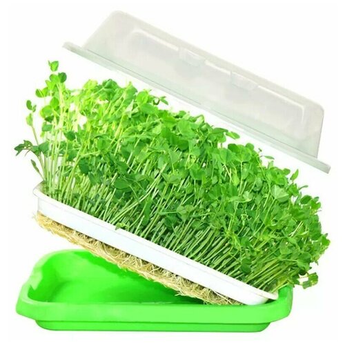 Проращиватель семян и микрозелени 