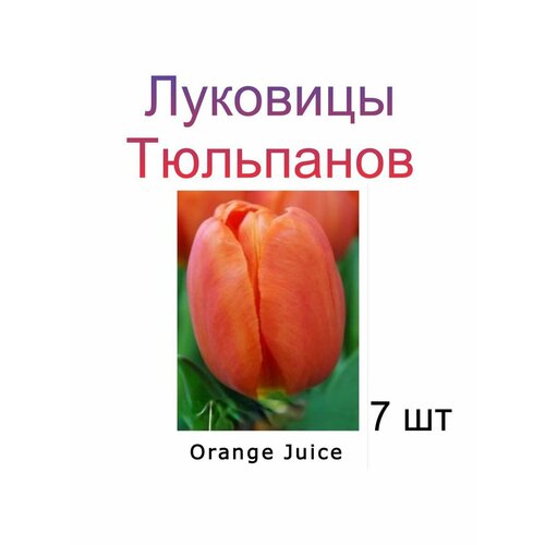 Луковицы Тюльпана Orange Juice ( 7 шт)
