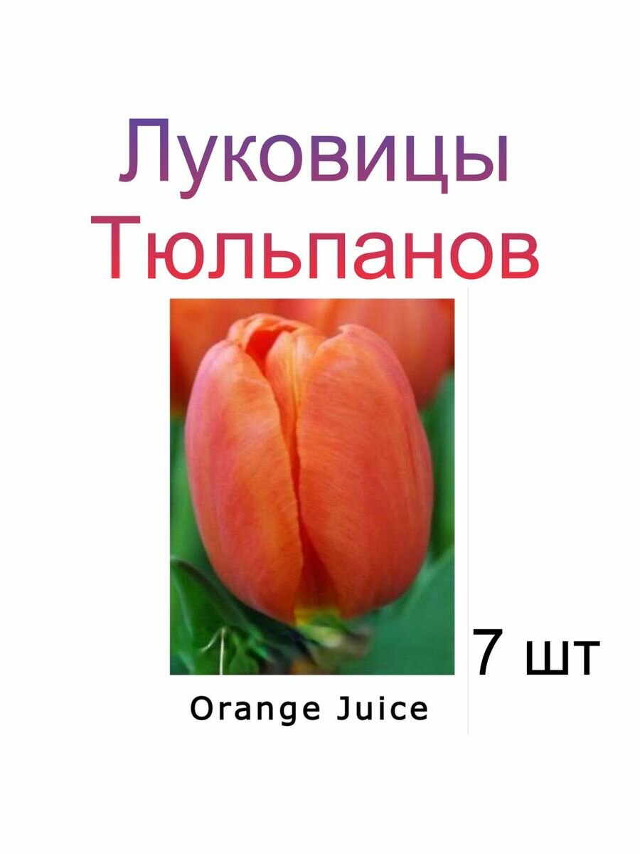 Луковицы Тюльпана Orange Juice ( 7 шт)