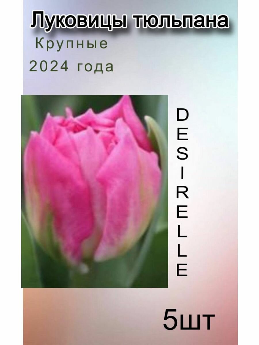 Луковицы Тюльпана Desirelle (5 шт)