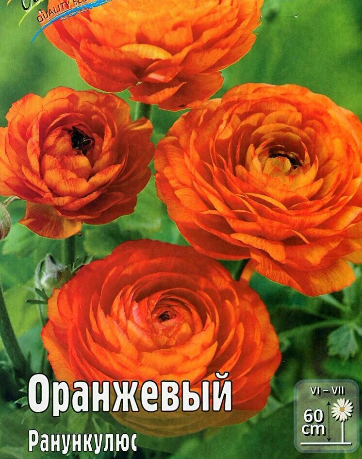 Ранункулюс Оранжевый