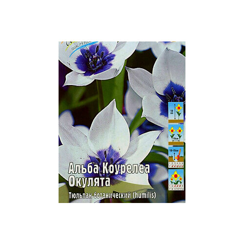 Тюльпан низкорослый 