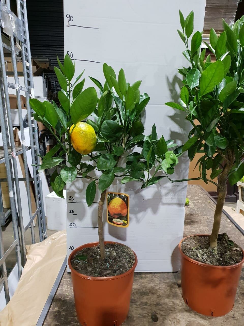 Мандарин Миагава - Citrus Miyagawa D20 H80
