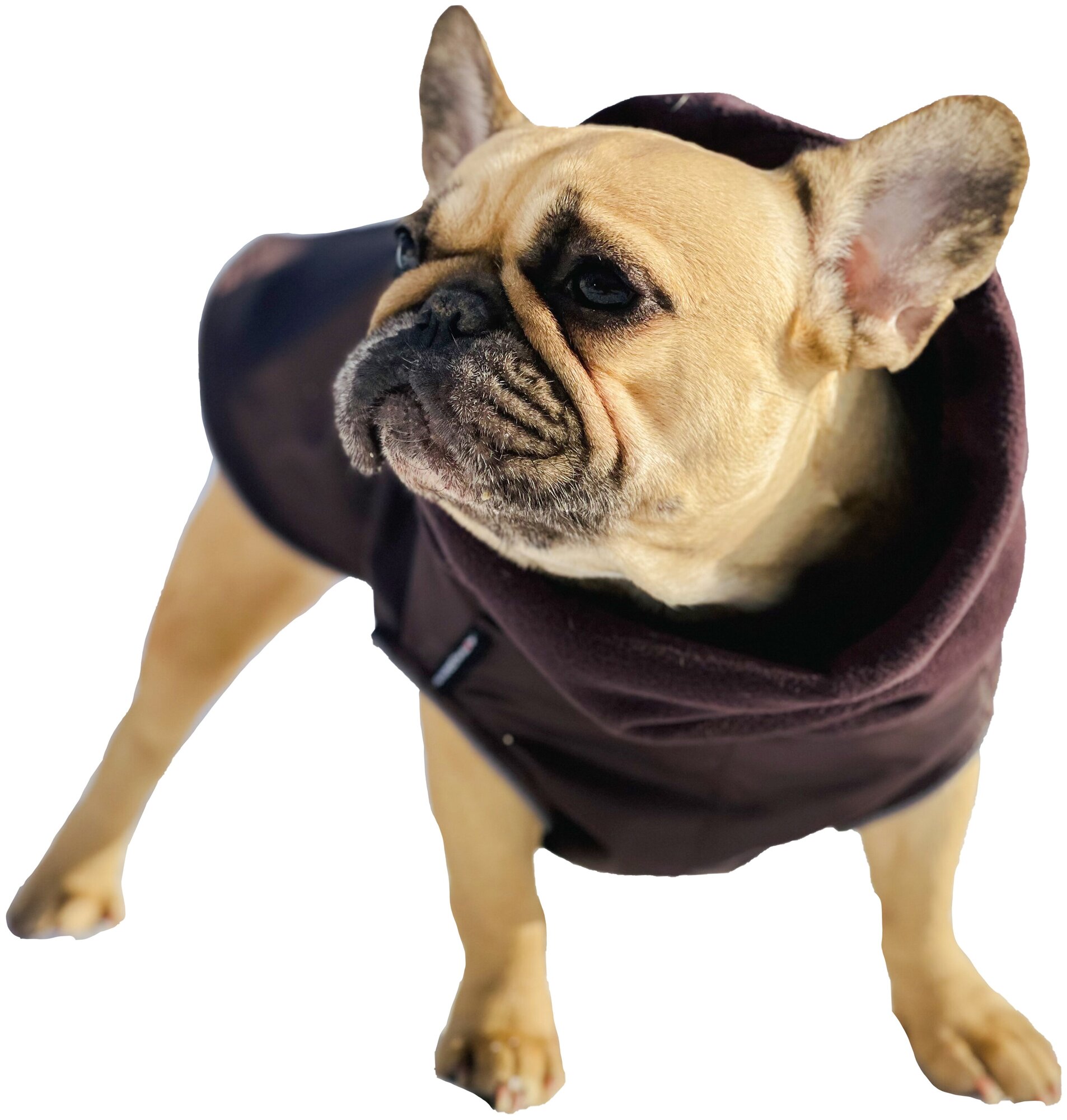 Попона для собак породы французcкий бульдог, коричневый, размер М - фотография № 2