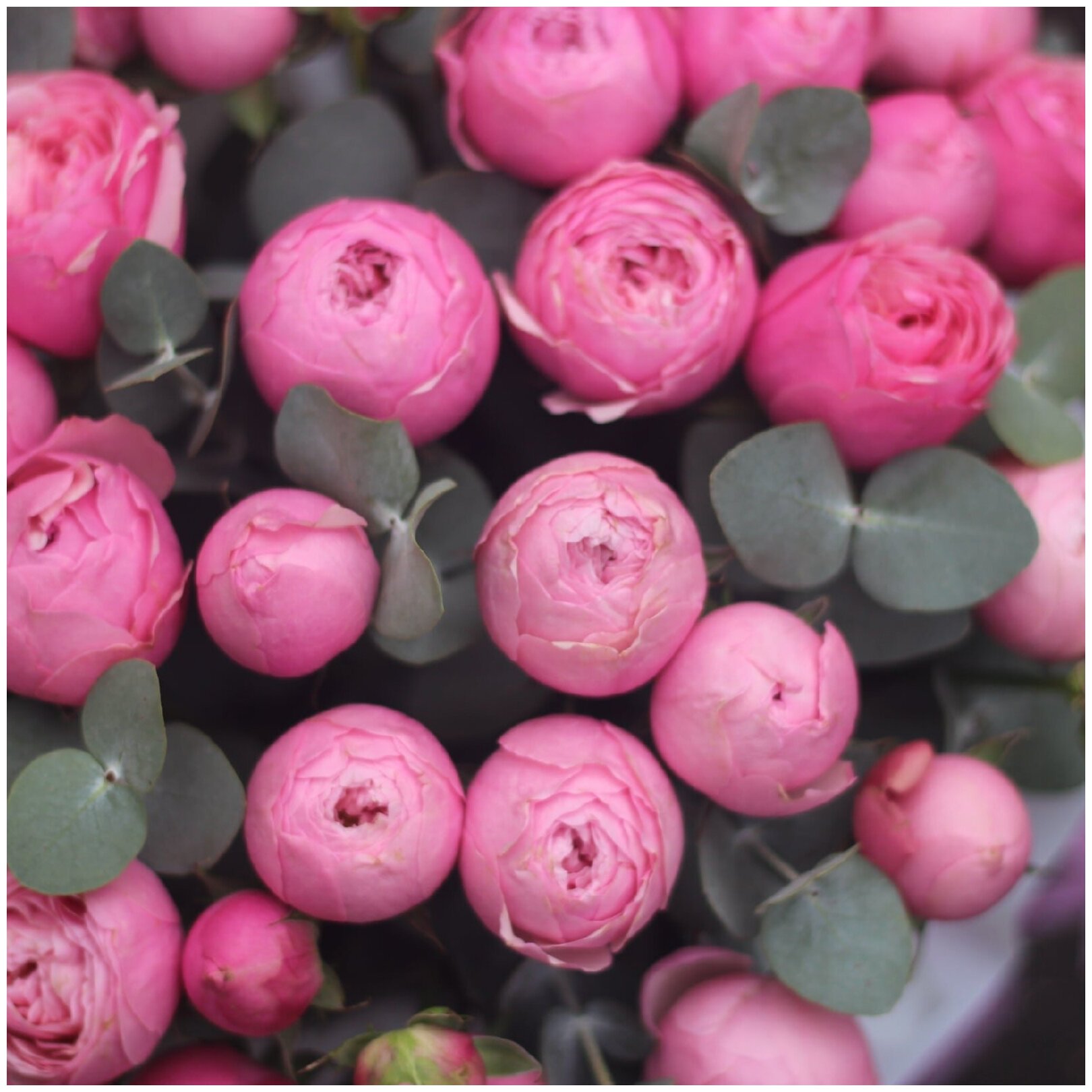 Букет живых цветов в коробке из роз, эвкалипта, цвет розовый, пионовидные розы Сильва арт 139