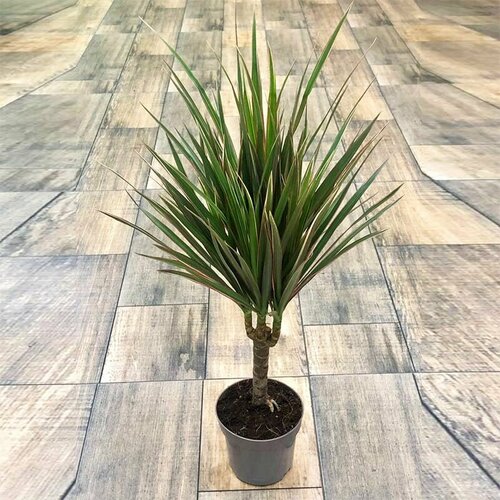 Драцена Биколор 1ств. 10*35, живое комнатное растение в горшке