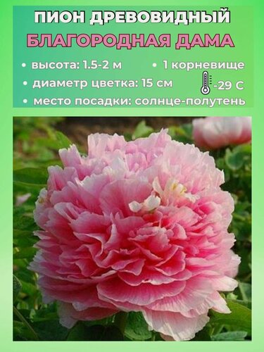 Изображение товара Пион древовидный корневище, 1 штука