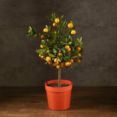 Каламондин 75/21