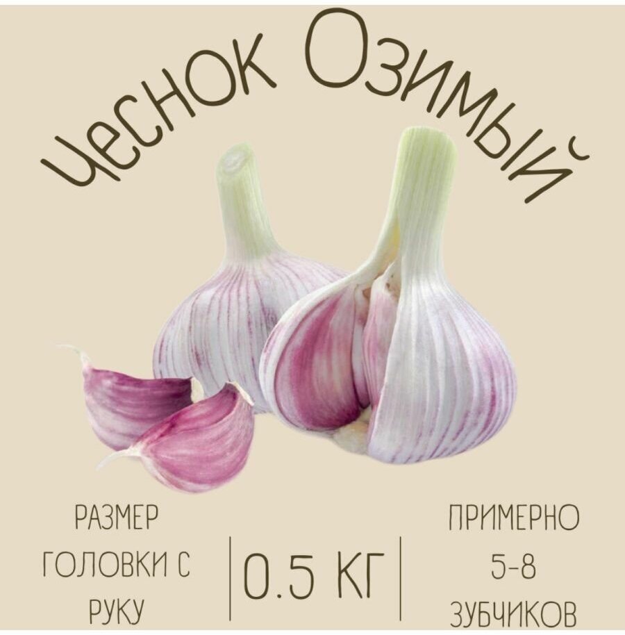 Чеснок Озимый