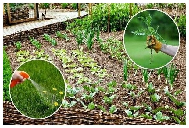 Лазурит / Системный гербицид для защиты овощных культур от сорняков, 1,5 кг - фотография № 2