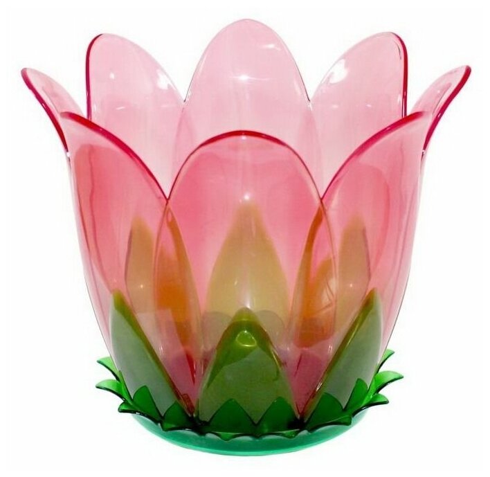 фото Орхидея RioRita