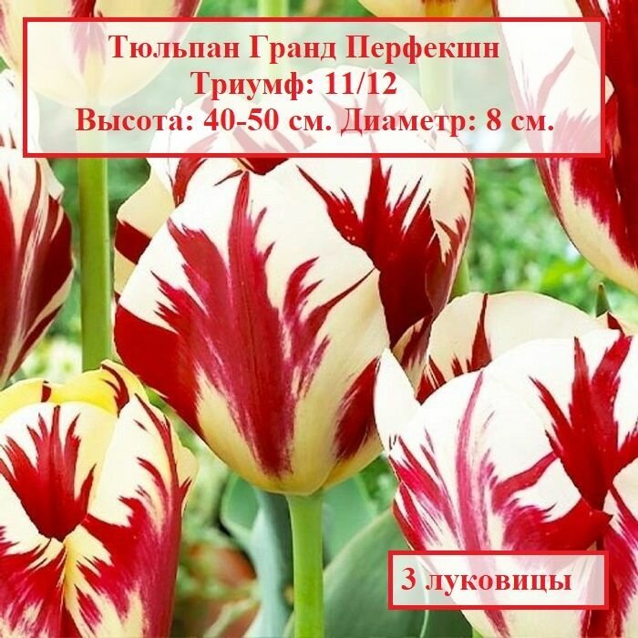 Тюльпан триумф Гранд Перфекшн (3 луковицы) - фотография № 1