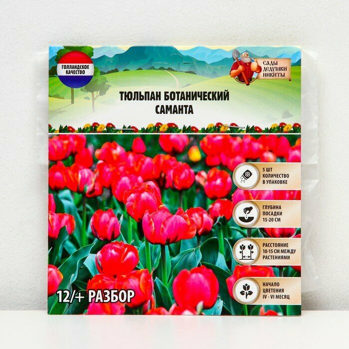 Сады Дедушки Никиты Тюльпан ботанический Саманта, р-р 12/+, 5 шт, Осень 2023 - фотография № 1