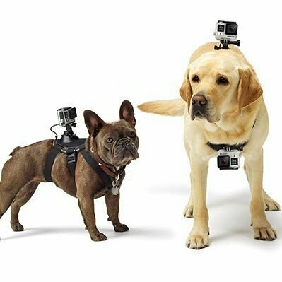Крепление для экшн-камер на собаку