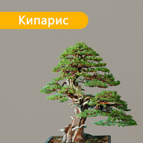 Семена бонсай Экватория Кипарис 10 шт.