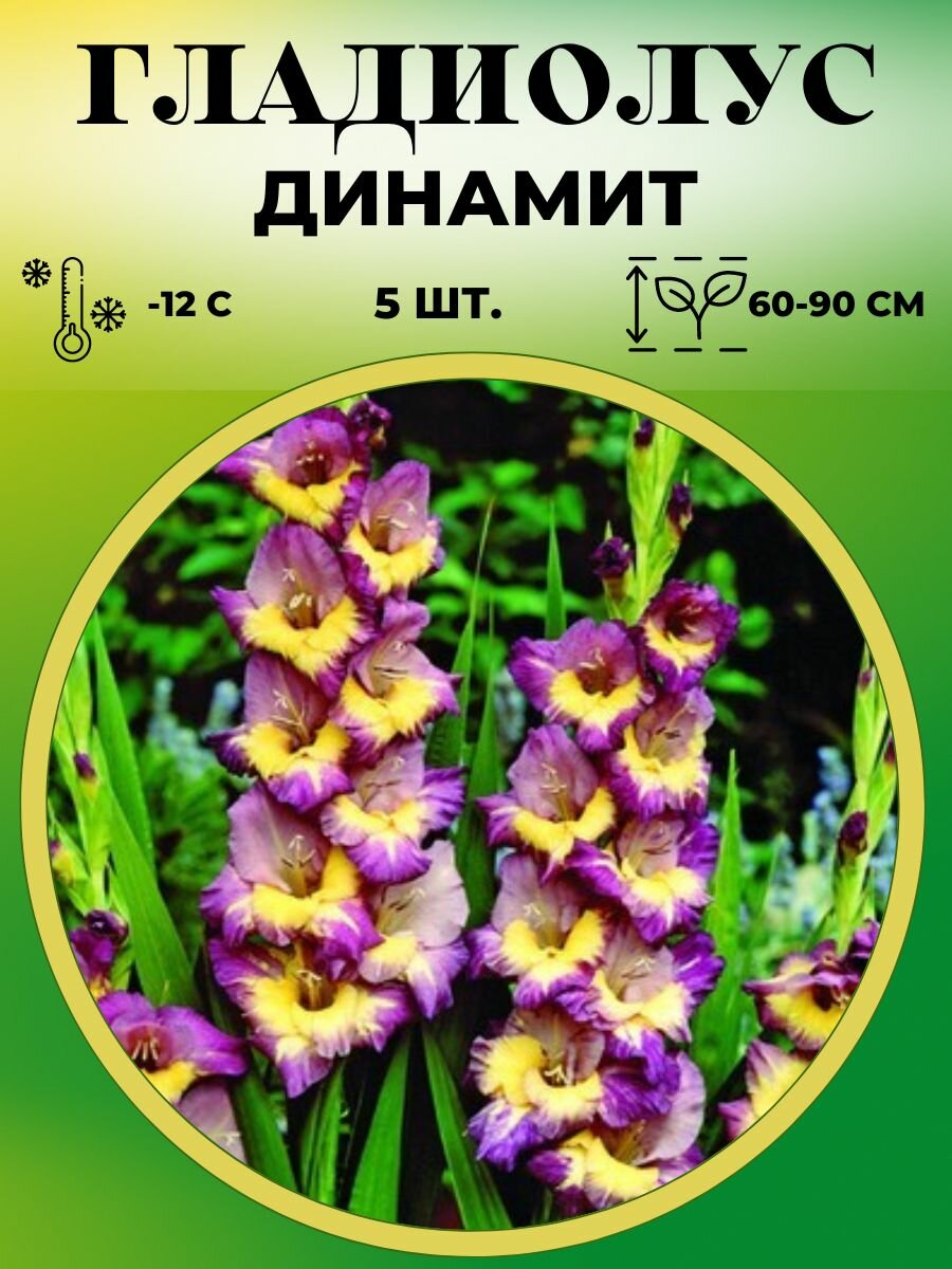Гладиолус крупноцветковый Динамит 5 штук