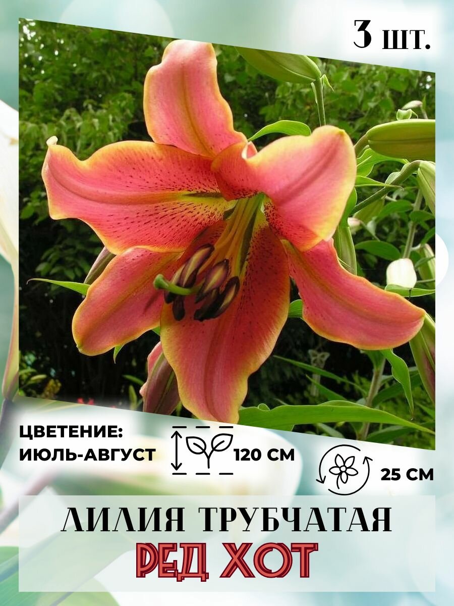 Лилия трубчатая, луковицы 3 шт.