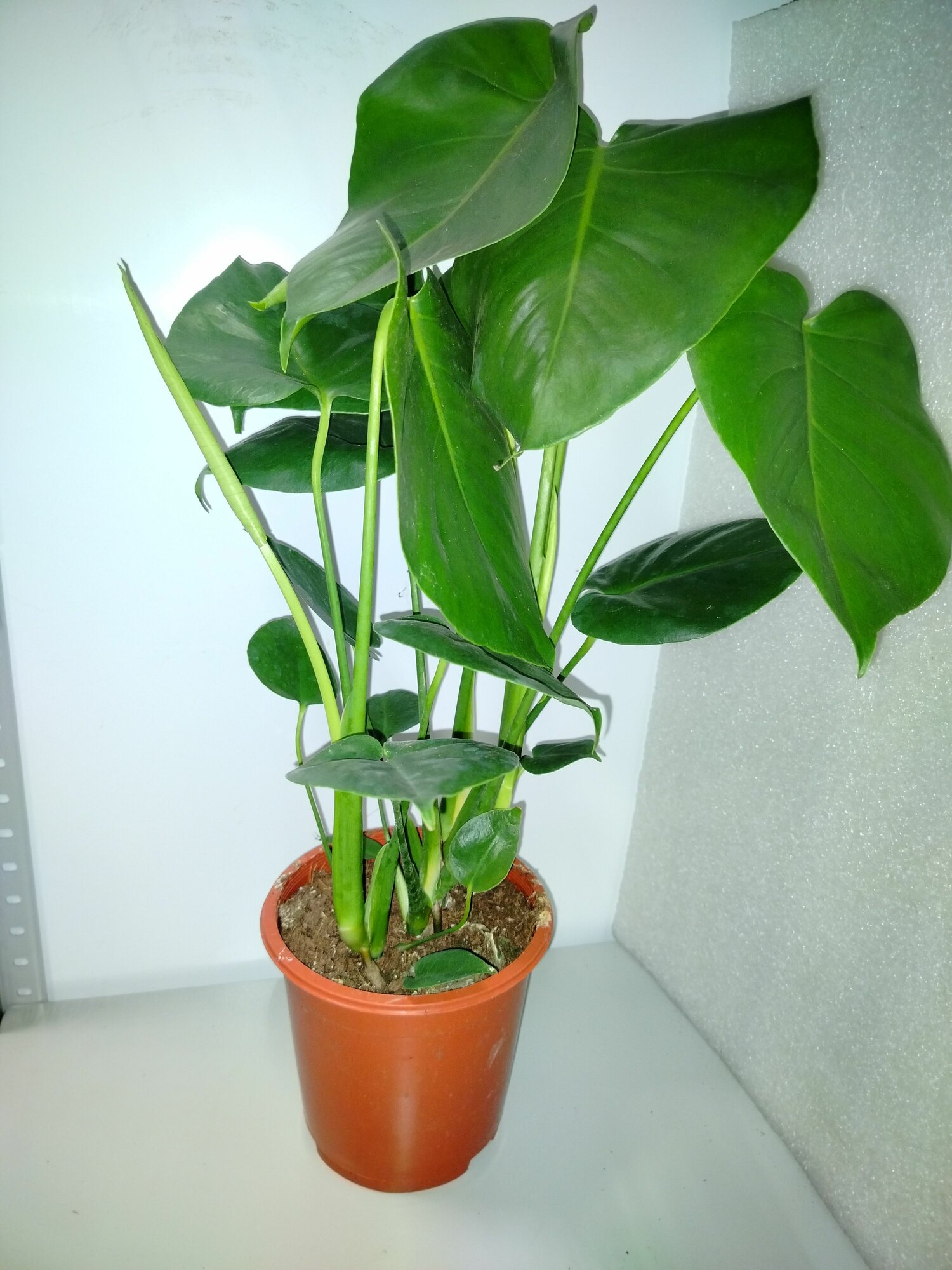 Монстера Делициоза