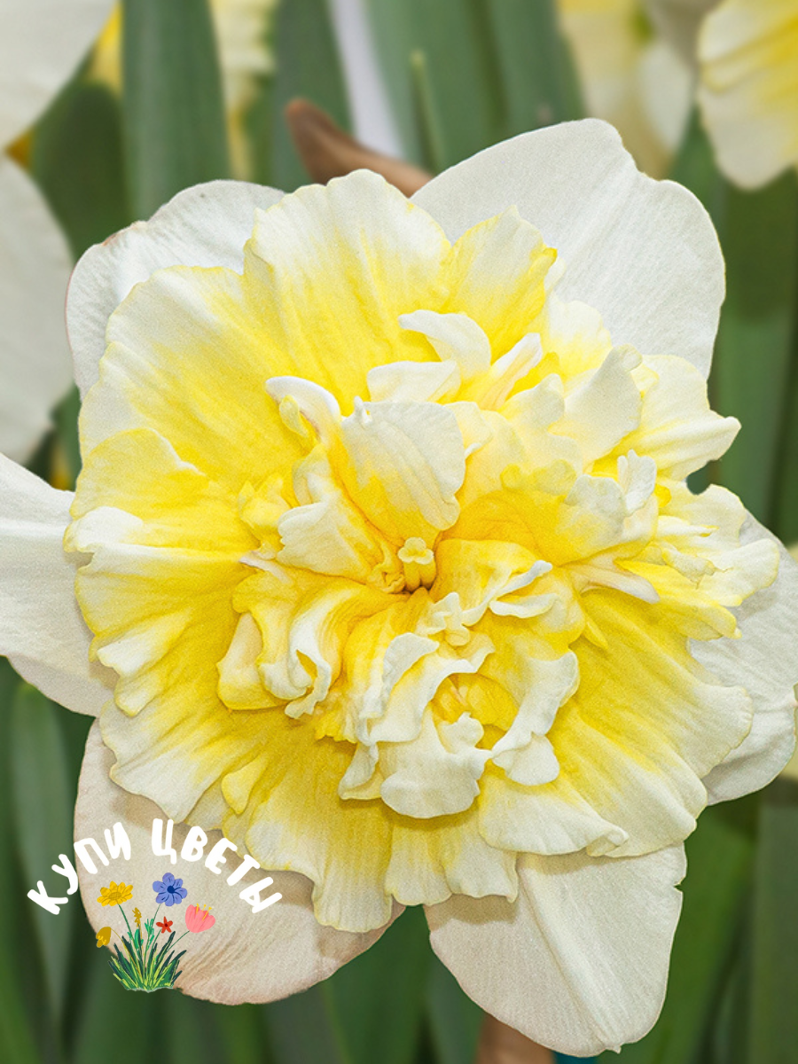 Луковицы цветов купи цветы Нарцисс FULL HOUSE (5 луковиц) махровый