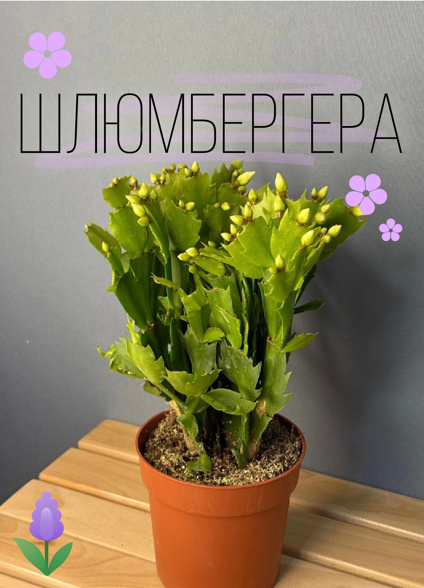 Шлюмбергера Мини белая (Schlumbergera truncata) — нежность зимнего цветения