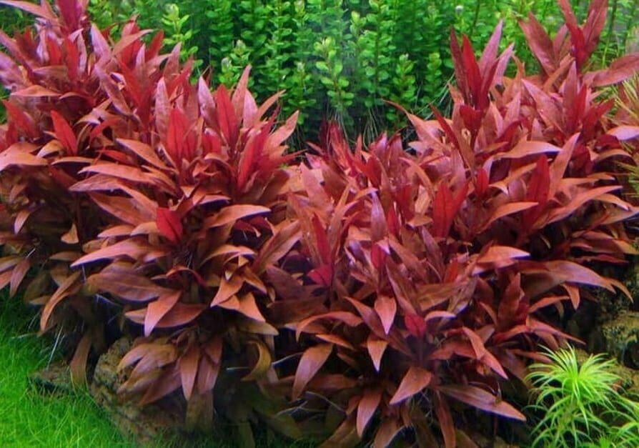 Альтернантера Рейнека (Alternanthera reineckii)/Живые аквариумные растения