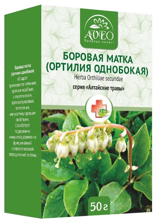 Боровая Матка Растение Фотографии – Telegraph