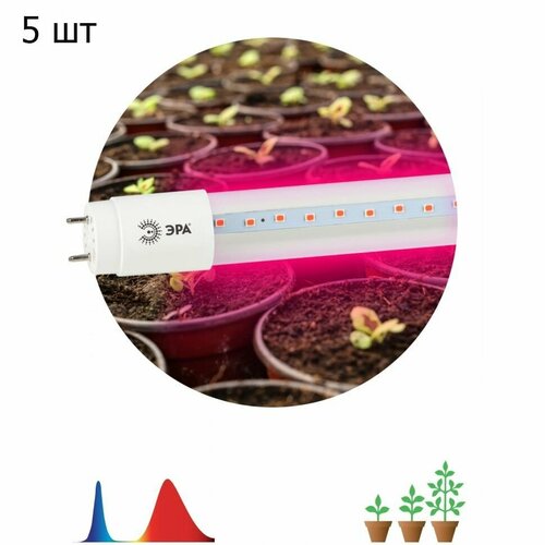 Эра Лампа красно-синего спектра FITO-18W-RB-Т8-G13-NL - 5шт лампа для растений эра 18вт e27 220в полный спектр груша