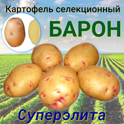 Семенной селекционный картофель барон Суперэлита 1 кг