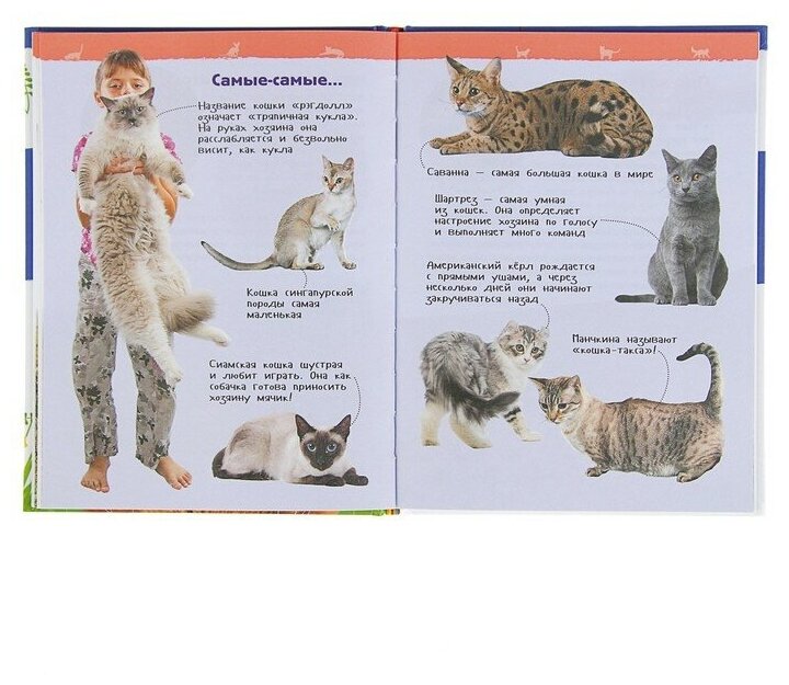 Росмэн Энциклопедия для детского сада «Кошки и котята» - фото №10